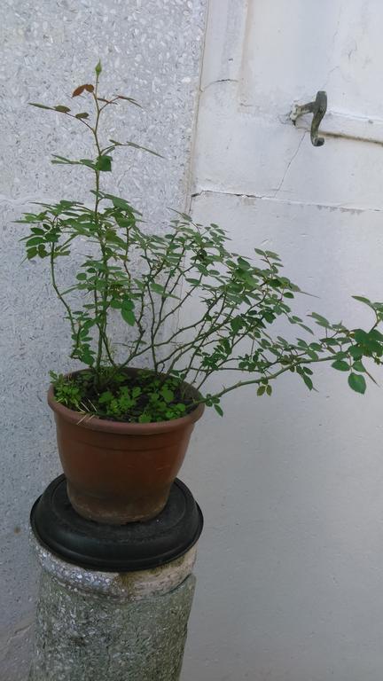 Recanto De Alegrias Em Sao Cristovao 里约热内卢